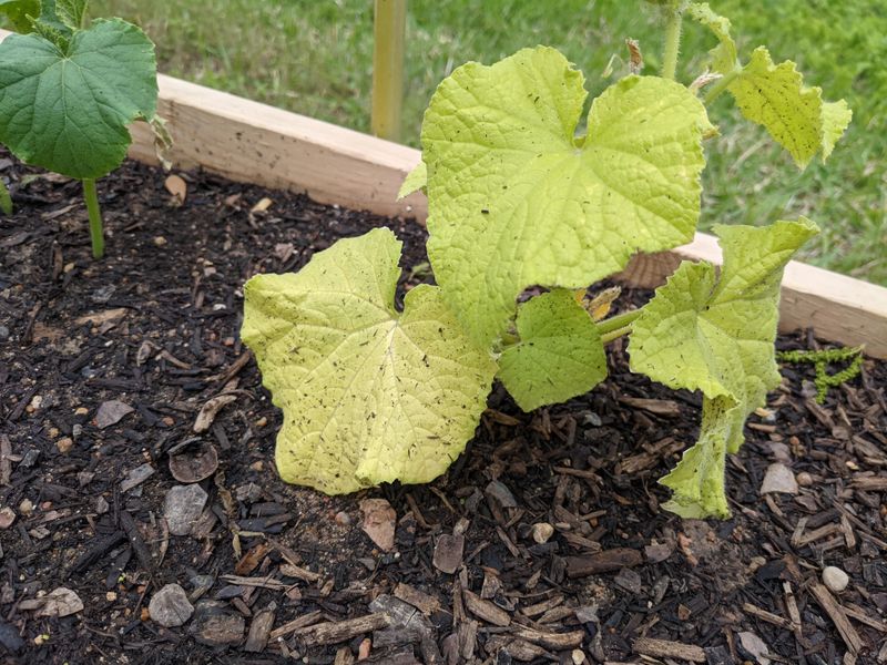 Seedlings Stay Small Or Yellow Seedlings Stay Small Or Yellow