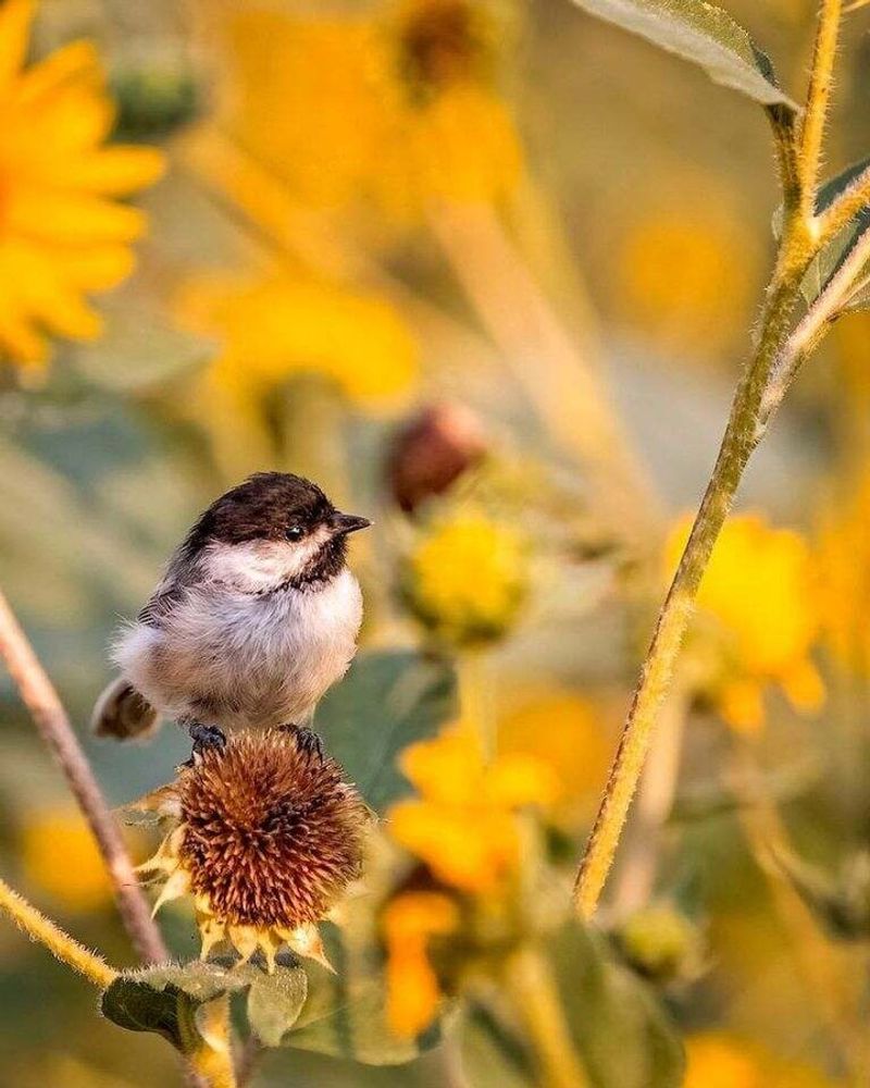 Seeds Feed Backyard Birds
