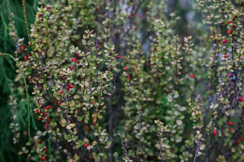 Seeds Persist In Soil For Years