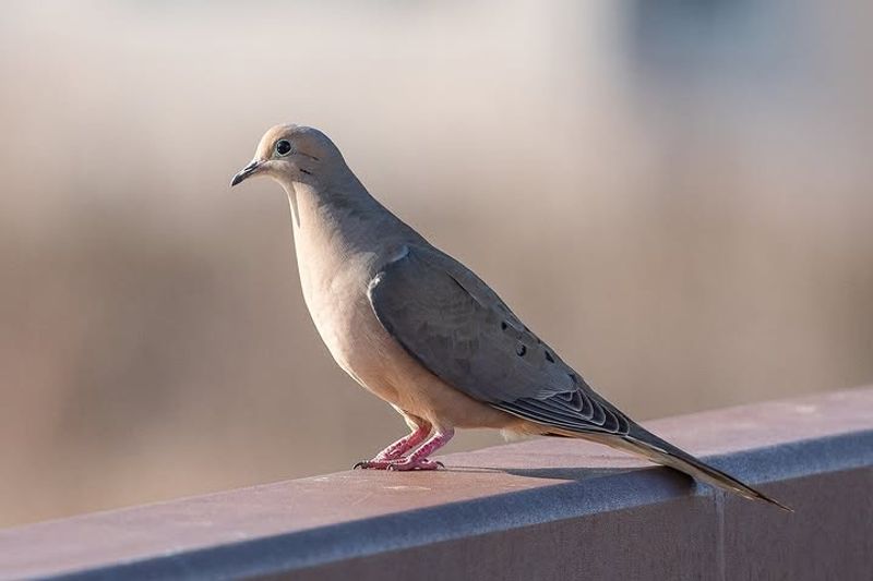 Seeing One May Mean Your Yard Has Everyday Wildlife Value