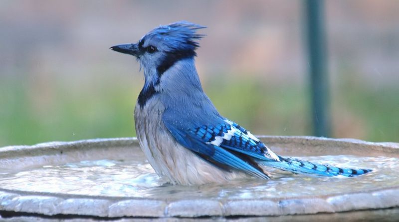 Seeing One May Mean Your Yard Has What Birds Need