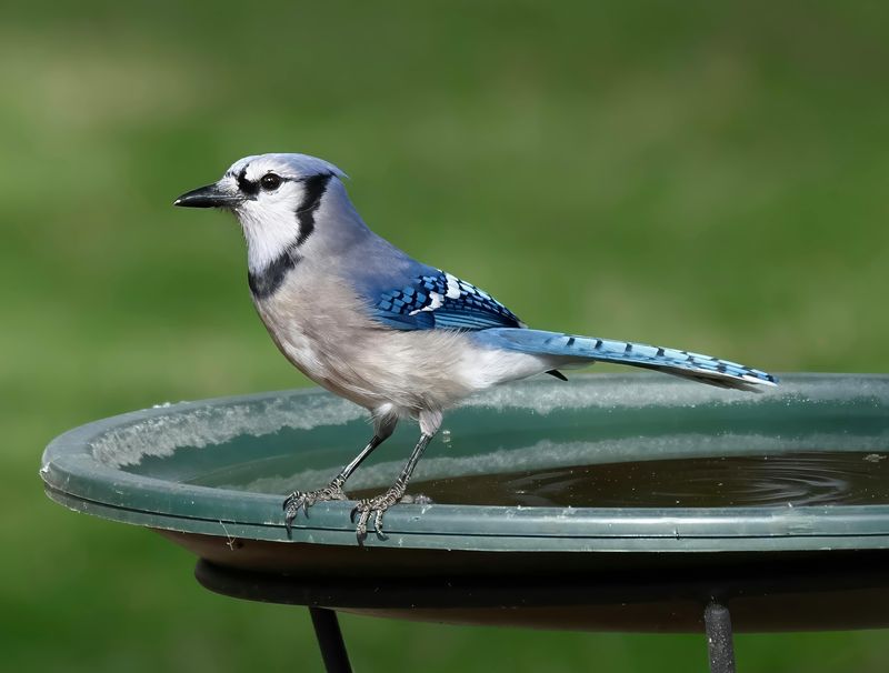 Seeking Water From Birdbaths Seeking Water From Birdbaths