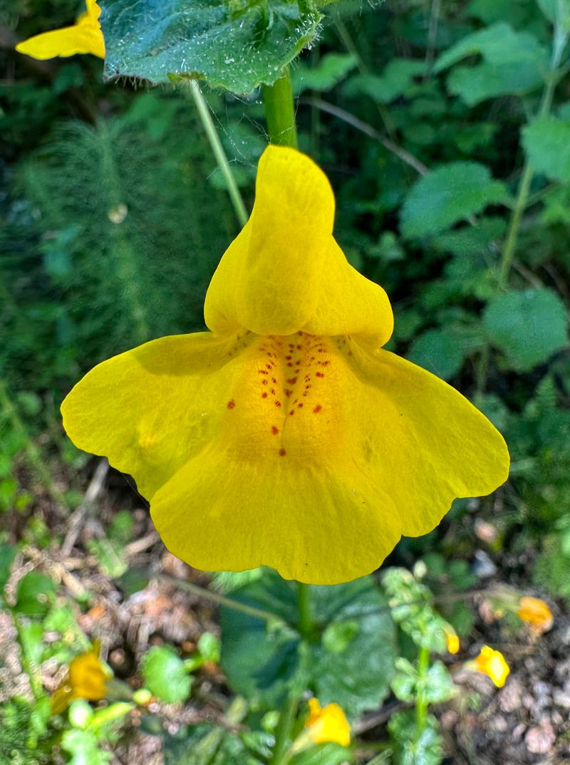 Seep Monkeyflower Brings Color To Wet Edges