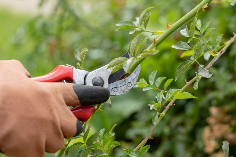 Selective Pruning Maintains Stronger Natural Branching Selective Pruning Maintains Stronger Natural Branching