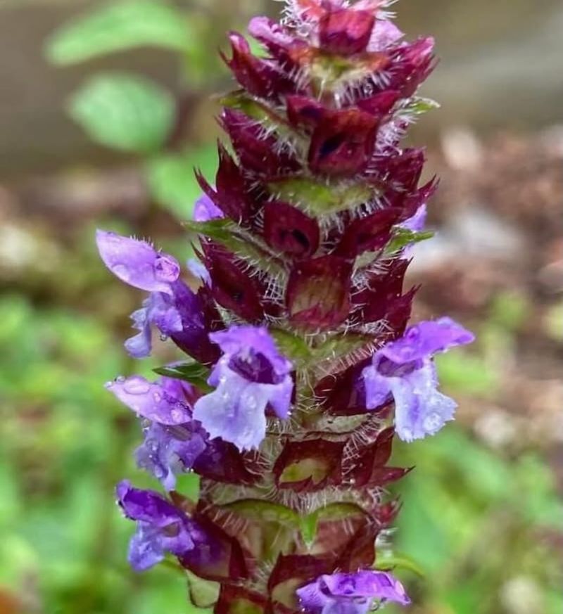 Self-Heal Self-Heal