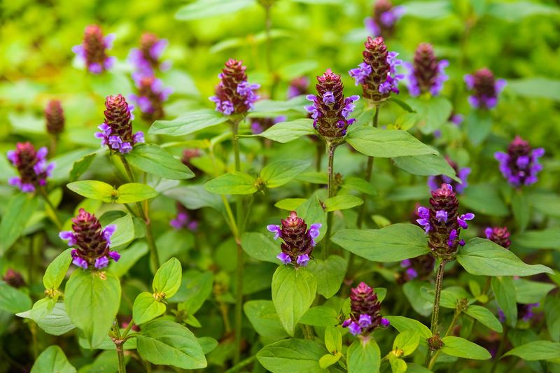 Self-Heal Brings Low Native Blooms For Pollinators