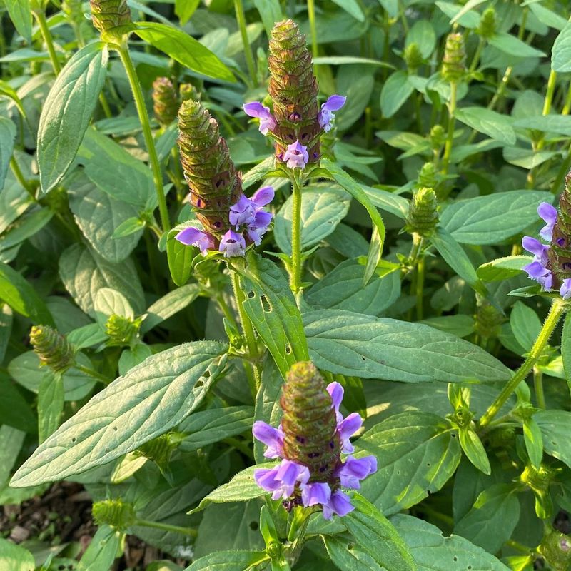 Self-Heal Self-Heal