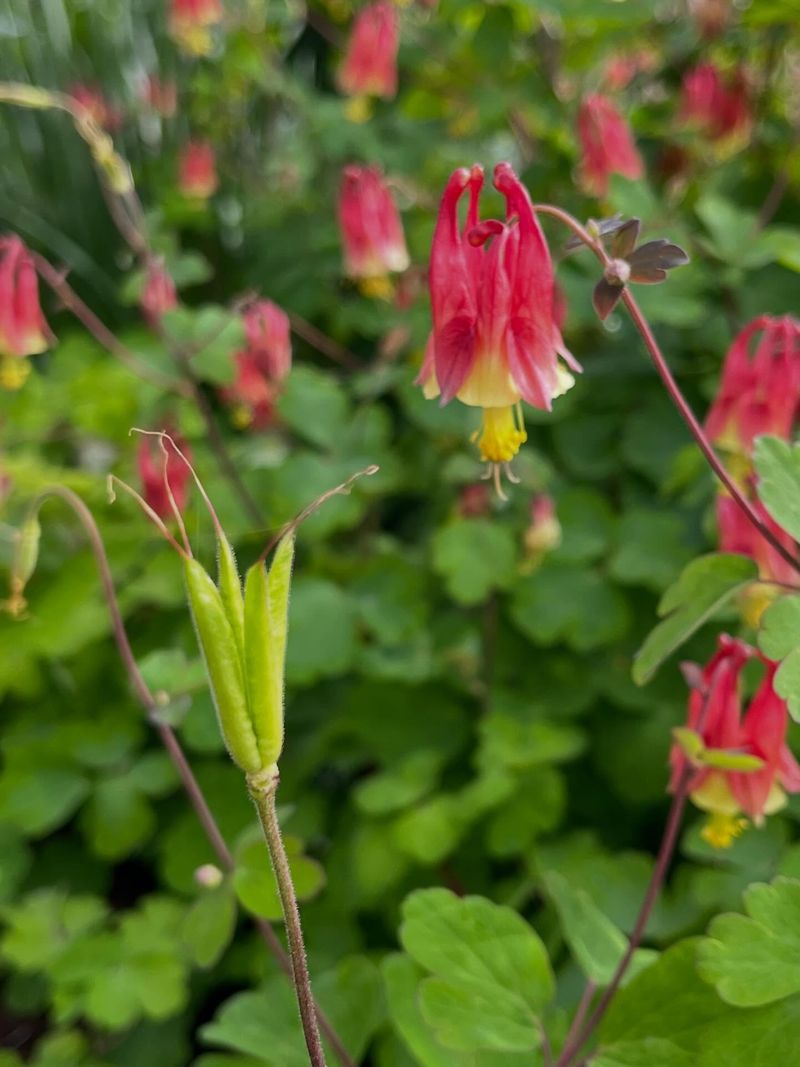 Self-Seeds Readily In Suitable Conditions