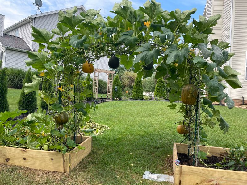 Send Mini Pumpkins Up A Strong Trellis