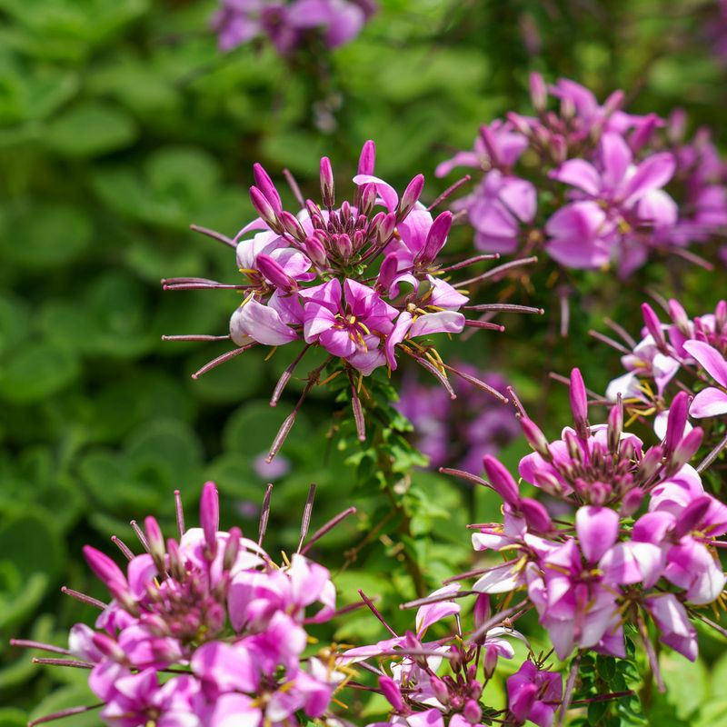Señorita Rosalita Cleome Powers Through Summer