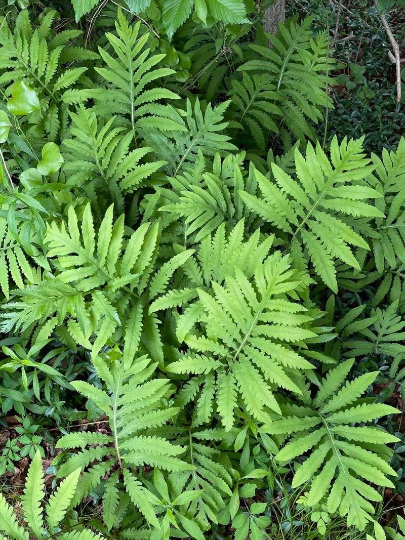 Sensitive Fern Sensitive Fern