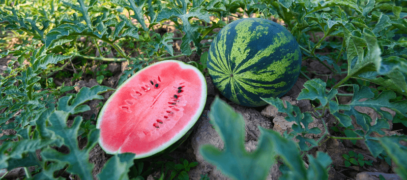 Separate Your Zinnias From Sprawling Melons Separate Your Zinnias From Sprawling Melons