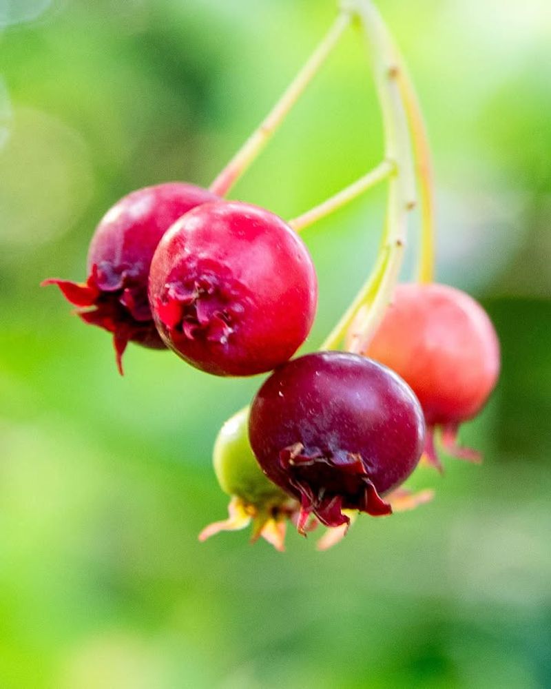 Serviceberries Serviceberries