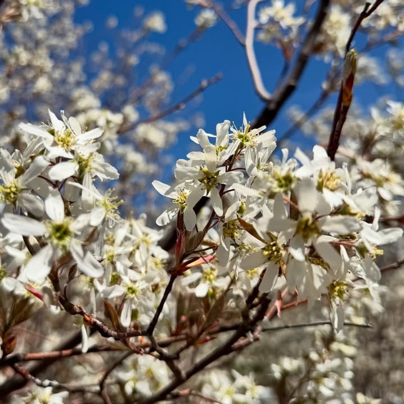 Serviceberry Serviceberry