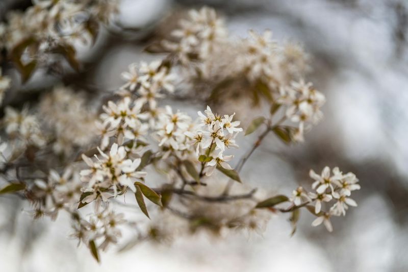 Serviceberry
