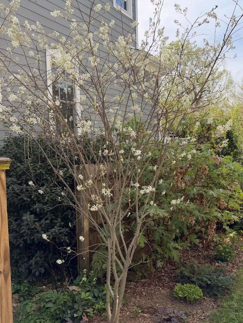 Serviceberry