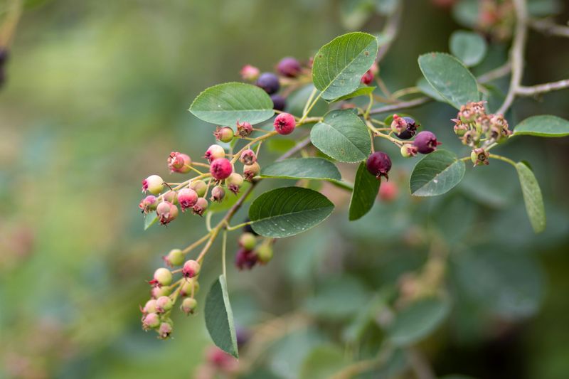 Serviceberry