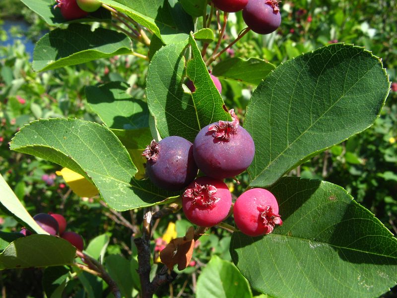 Serviceberry Adds Flowers First And Fruit Soon After