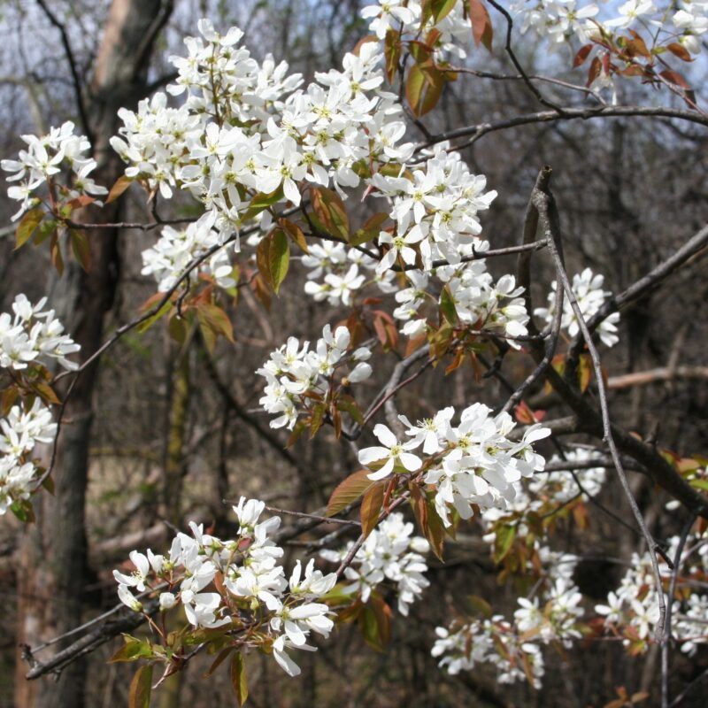 Serviceberry Adds Spring Flowers And Early Summer Fruit Serviceberry Adds Spring Flowers And Early Summer Fruit
