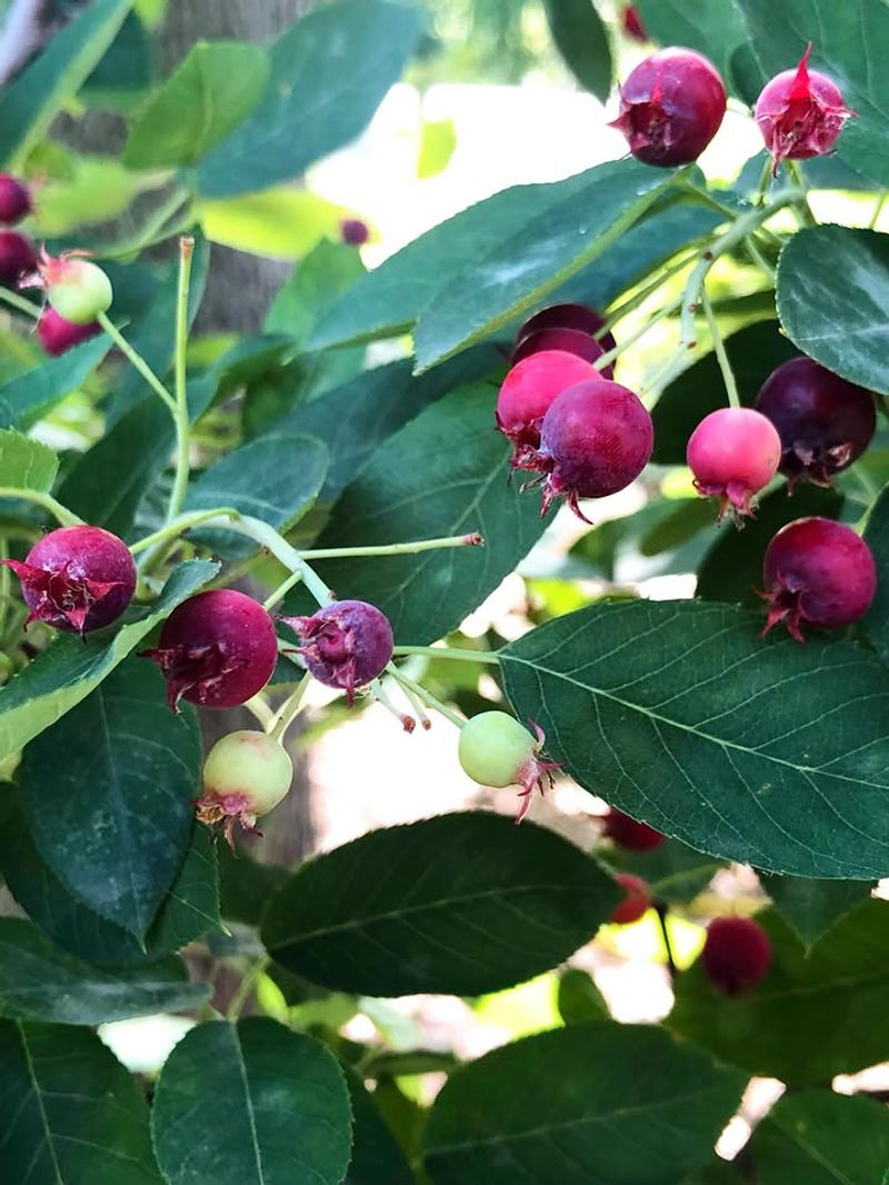 Serviceberry (Amelanchier Arborea)