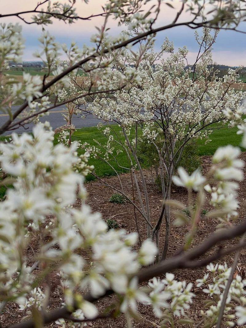Serviceberry (Amelanchier Laevis) Serviceberry (Amelanchier Laevis)