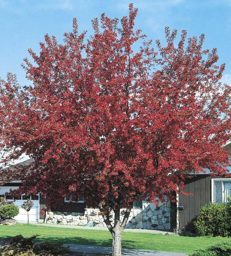 Crabapple (Malus, e.g., 'Prairiefire')