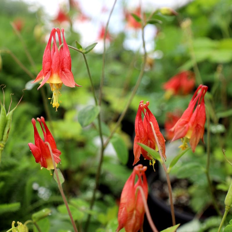 Serviceberry And Wild Columbine Bring Early Color And Wildlife Value