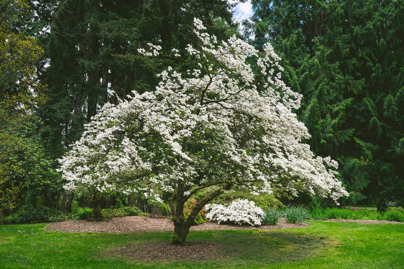 Serviceberry Brings Early Blooms And Backyard Wildlife