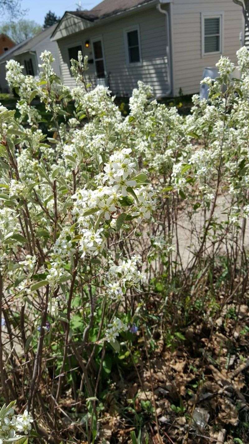 Serviceberry Delivers Year-Round Garden Appeal