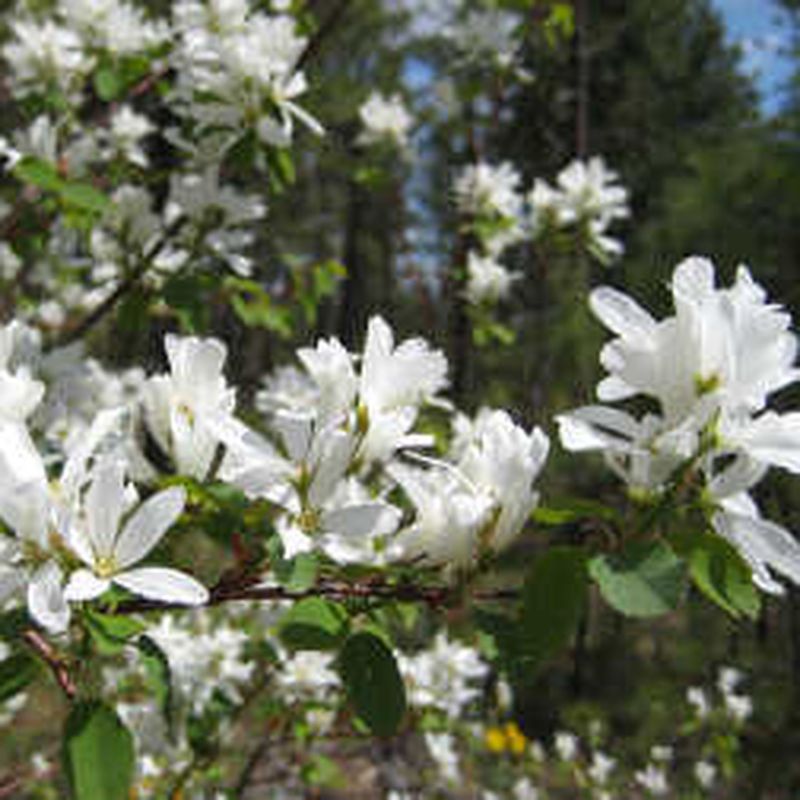 Serviceberry Feeds Wildlife And Looks Great 