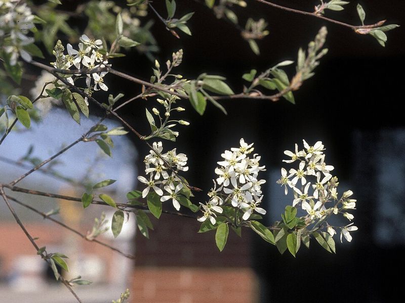 Serviceberry Feels Underrated For Such A Useful Tree