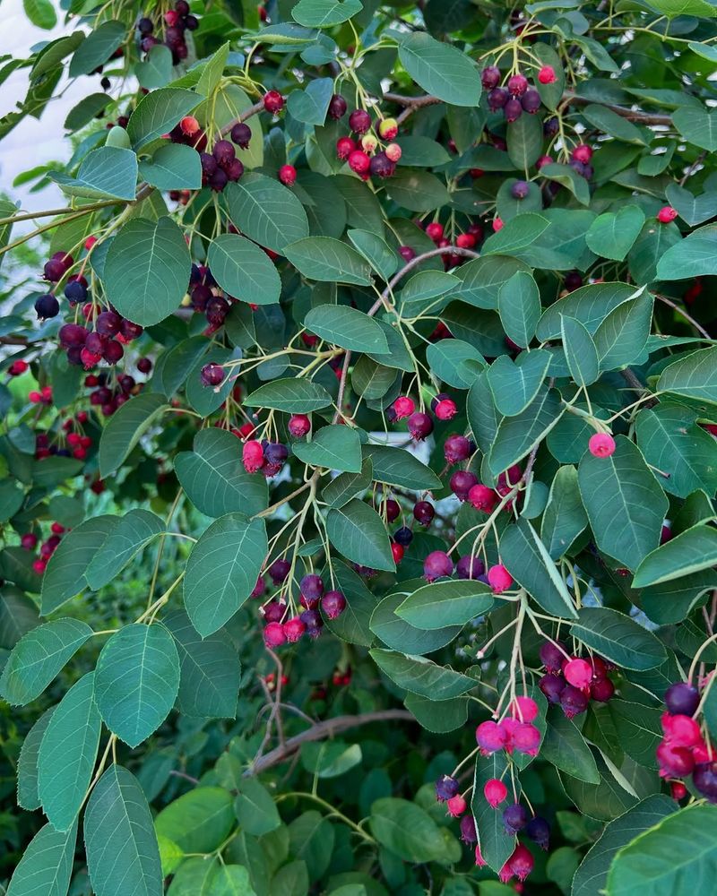 Serviceberry Gives Privacy With Sweet Early Summer Fruit