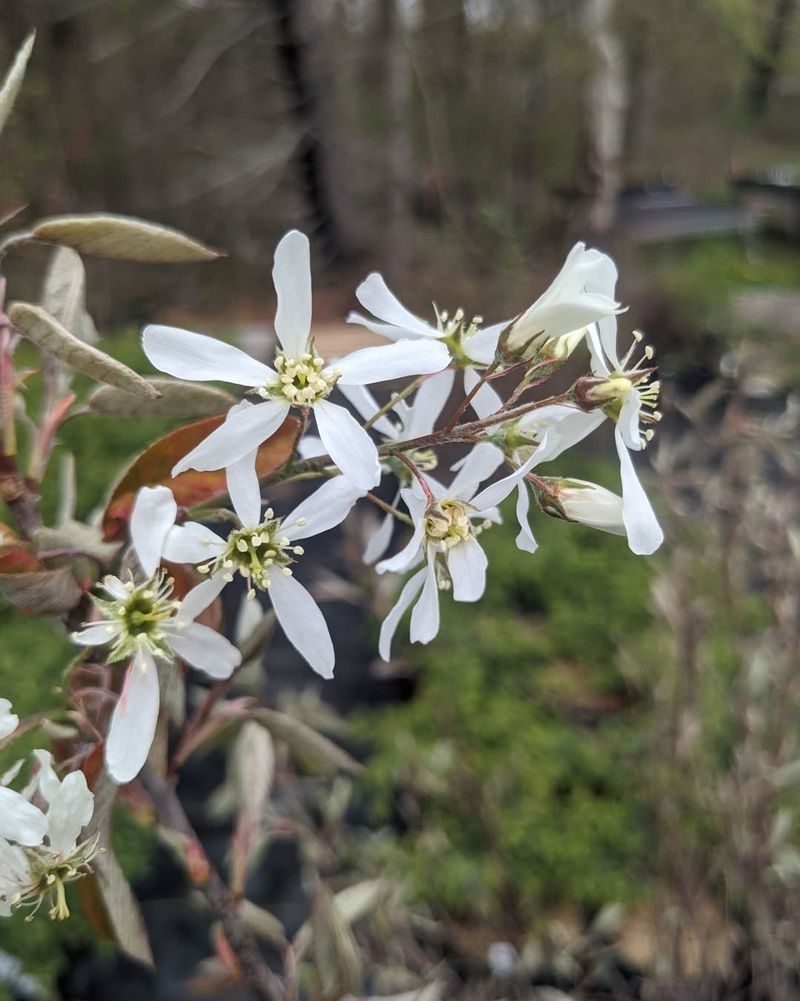 Serviceberry Offers Fruit Early In The Year
