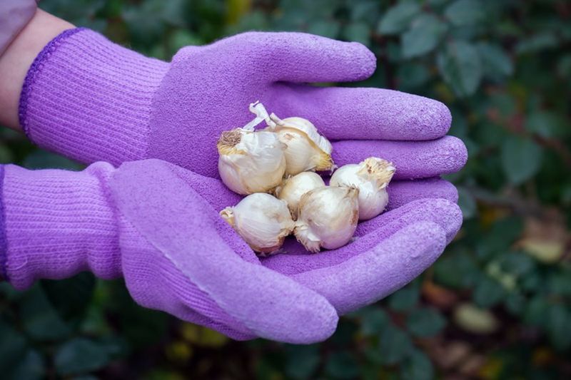 Set Bulbs Deep Enough To Handle Freeze And Thaw