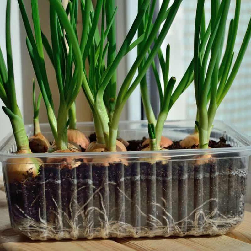 Set Each Bulb One Inch Deep