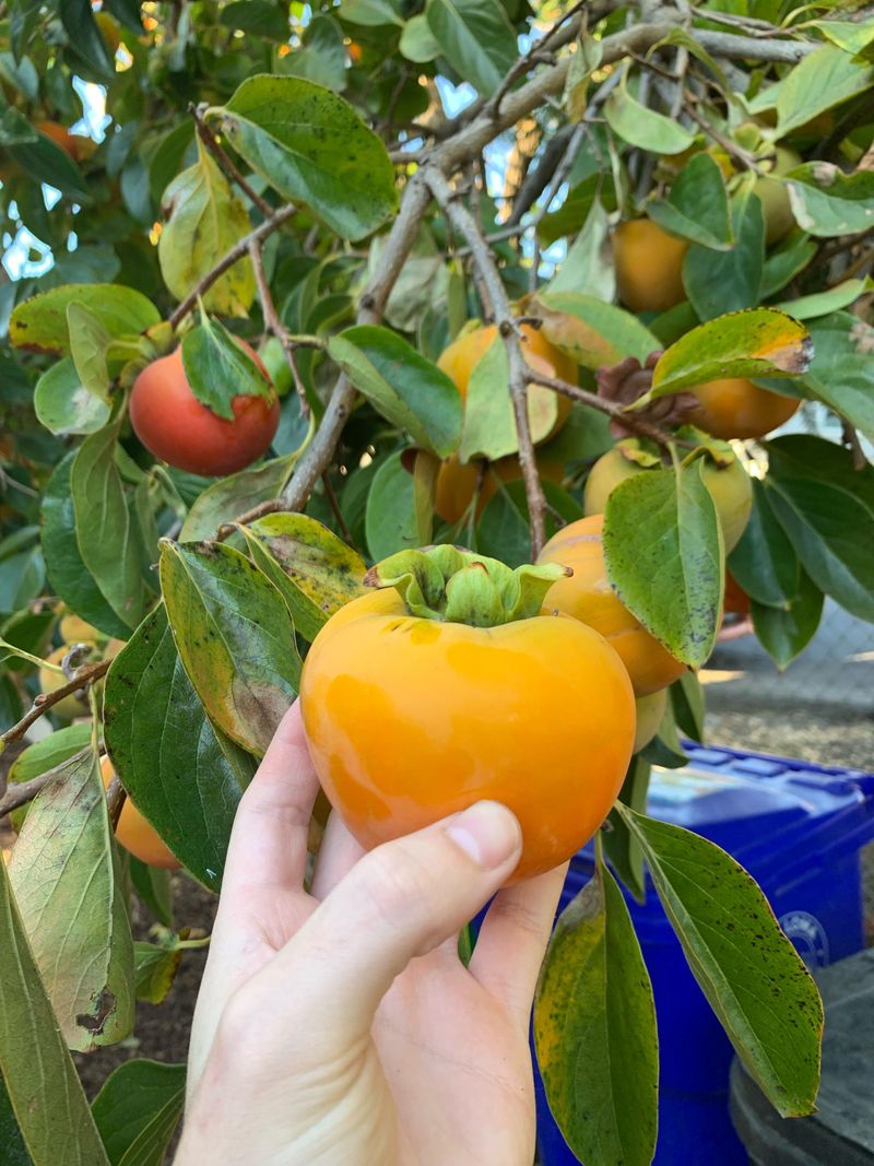 Set Persimmons Out In Spring