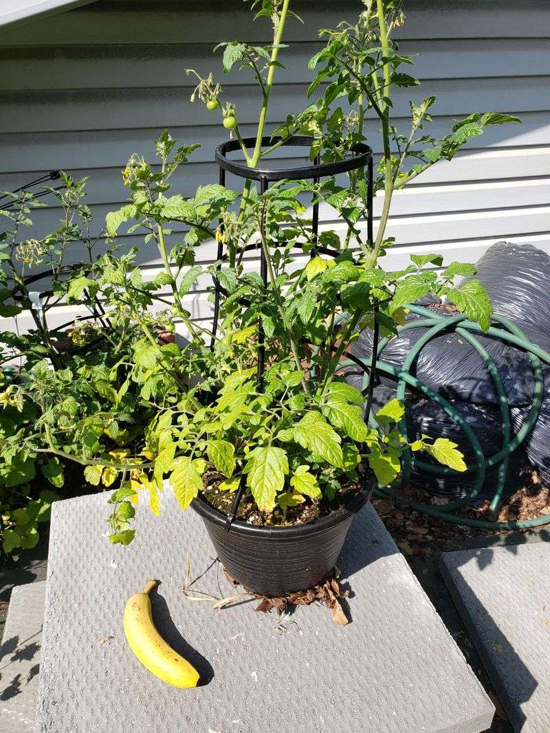 Set Pots Where Tomatoes Get Full Sun