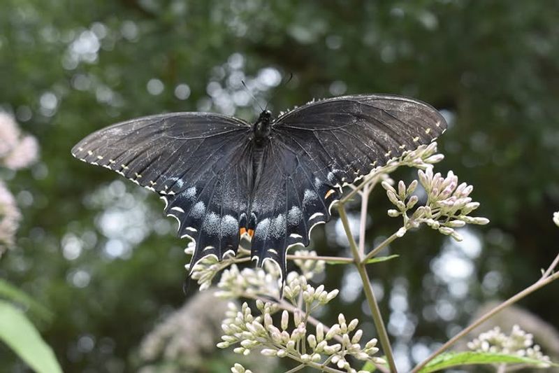 Several Other Native Moths Are Closely Tied To Joe Pye Weed