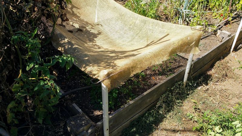 Shade Cloth Can Protect Berries During Extreme Heat