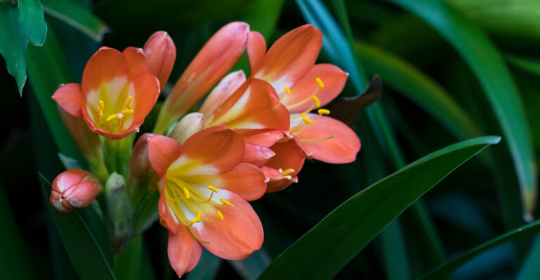 Shade-Loving Flowers That Don’t Need Full Sun To Bloom In California