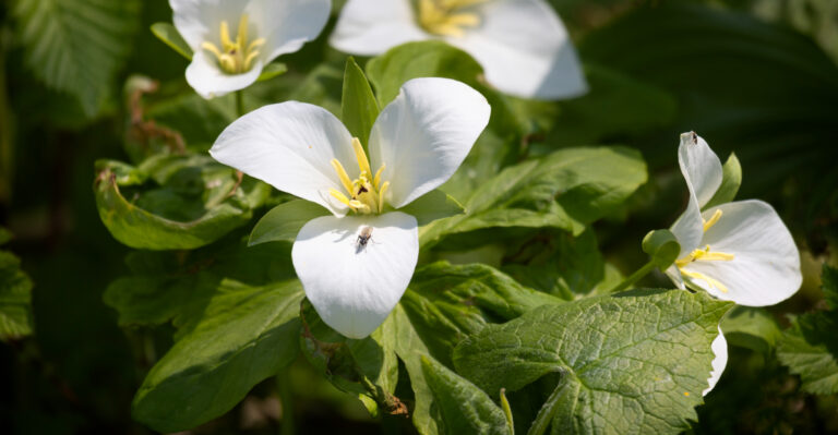 white trillium