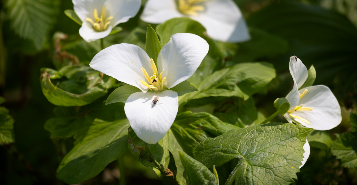 white trillium