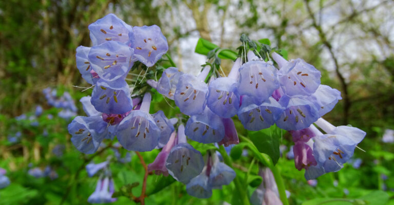 virginia bluebells