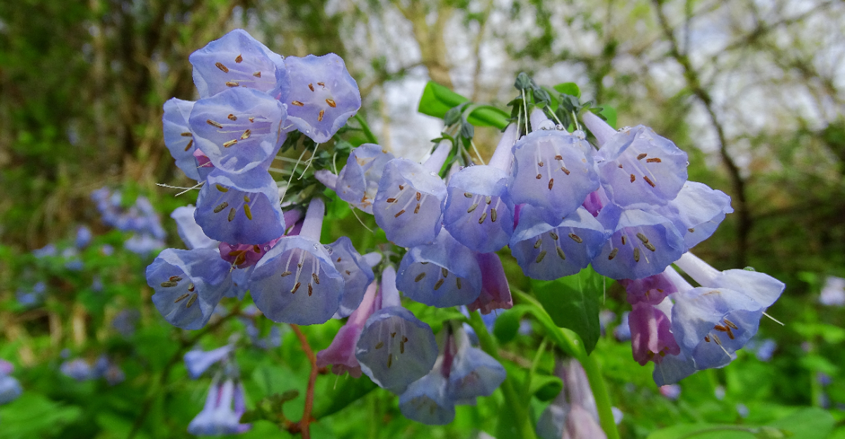 virginia bluebells