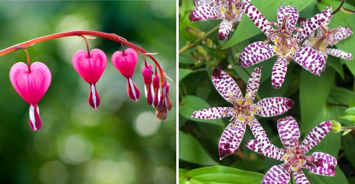 bleeding heart and toad lily