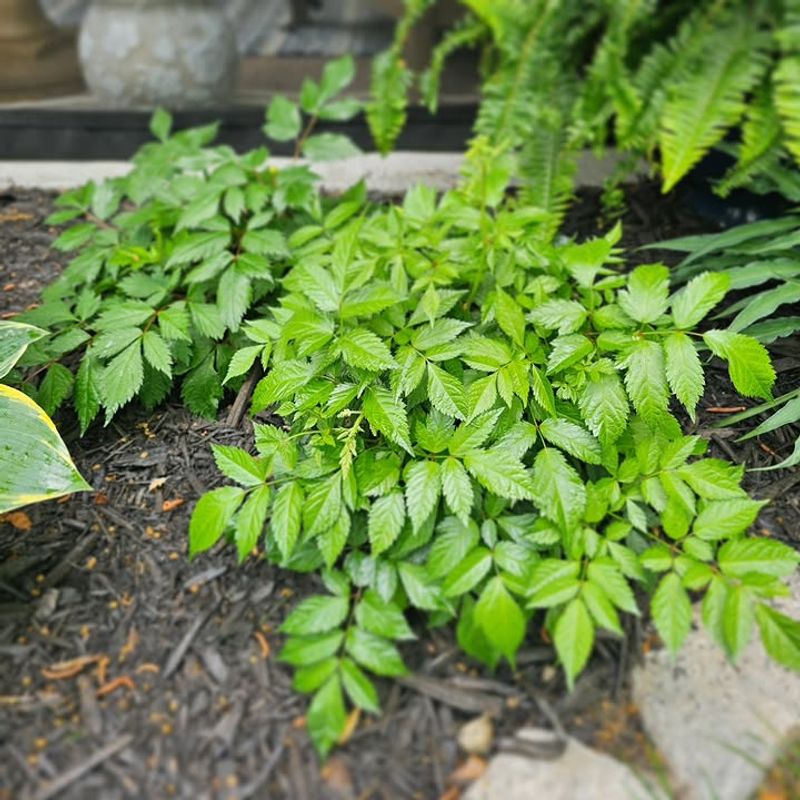Shade Young Or Sensitive Plants If Needed Shade Young Or Sensitive Plants If Needed