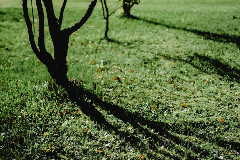 Shady, Damp Corners Are Where Ticks Wait All Season