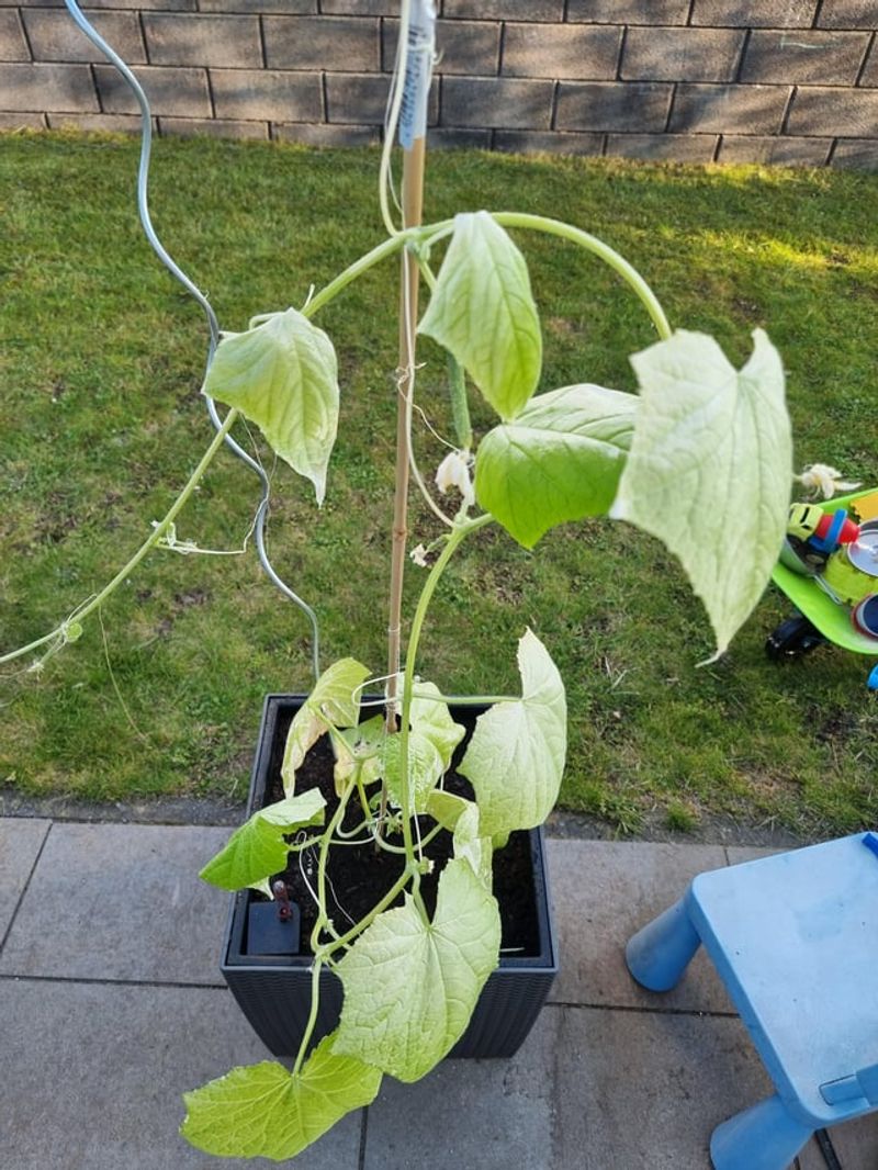 Shady Yards Where Cucumbers Never Get Enough Sun