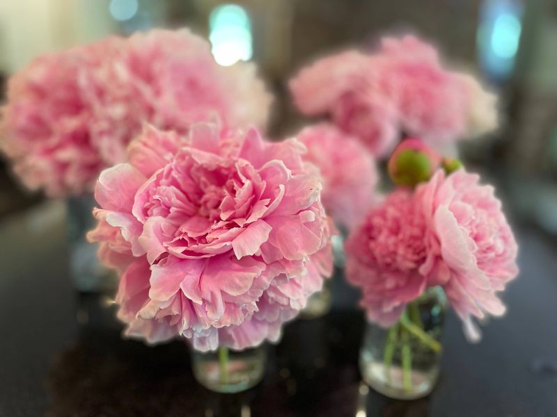 Shake Cut Peonies Gently Before Bringing Them Indoors Shake Cut Peonies Gently Before Bringing Them Indoors