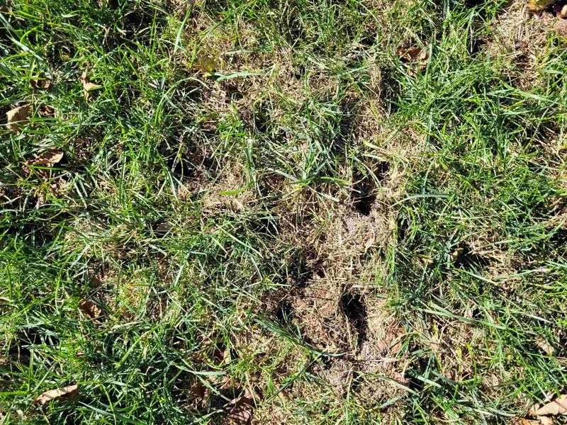 Shallow, Cone-Shaped Holes Dug In Your Lawn Overnight